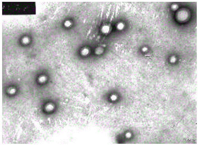 Hypocrellin B nanoparticle and preparation method thereof