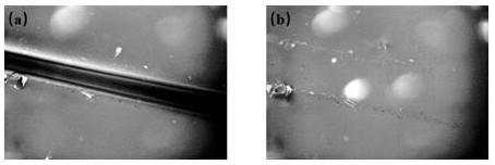 Preparation method of solventless polyurethane containing disulfide bond and having dual self repair of hydrophobicity and mechanical properties