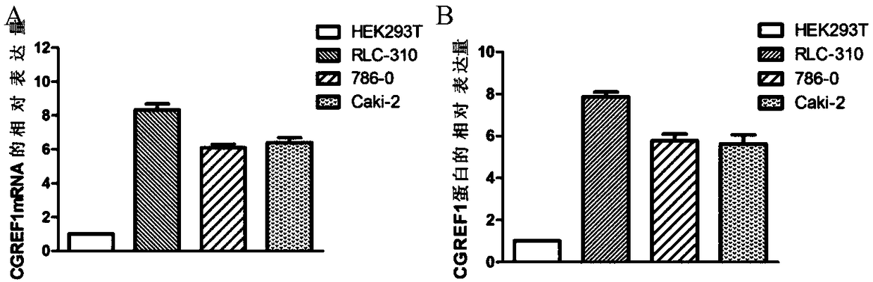 Application of CGREF1 as marker in diagnosis and treatment of renal clear cell carcinoma