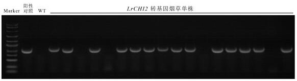 Lilium regale chitinase gene LrCHI2 and application thereof