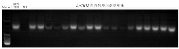 Lilium regale chitinase gene LrCHI2 and application thereof