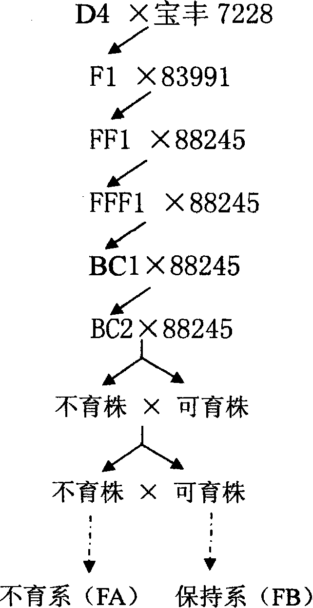 Method for breeding male sterile line and maintainer line of wheat