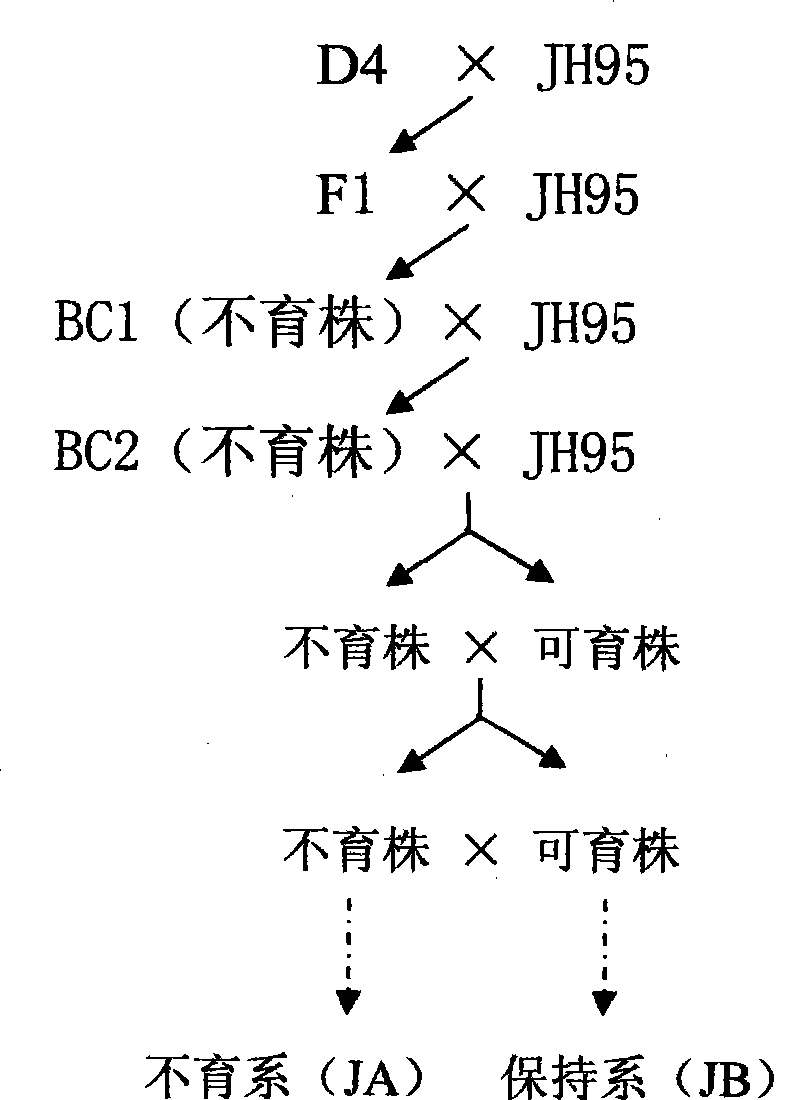 Method for breeding male sterile line and maintainer line of wheat