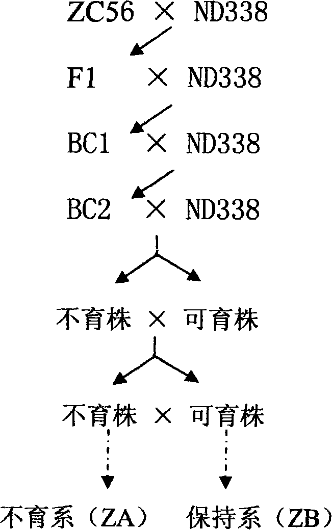 Method for breeding male sterile line and maintainer line of wheat