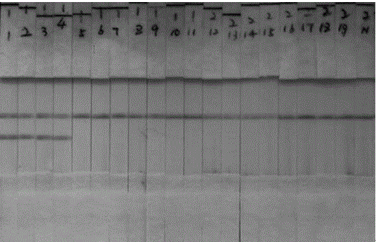 Hyphantria cunea constant temperature nucleic acid detection kit and detection method thereof