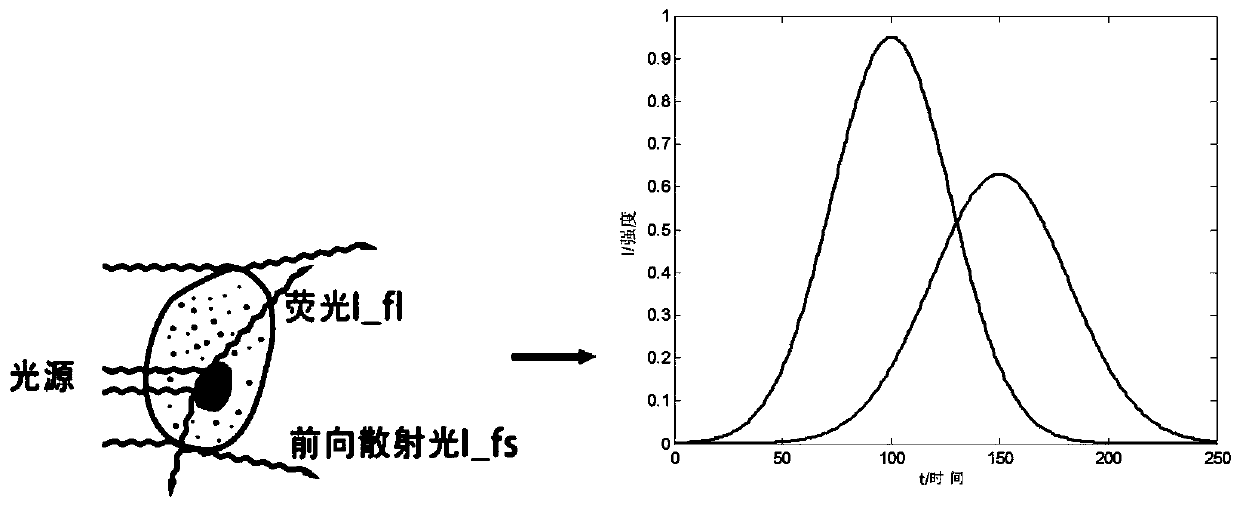 Fluorescence service life characterization method for pulse delay estimation