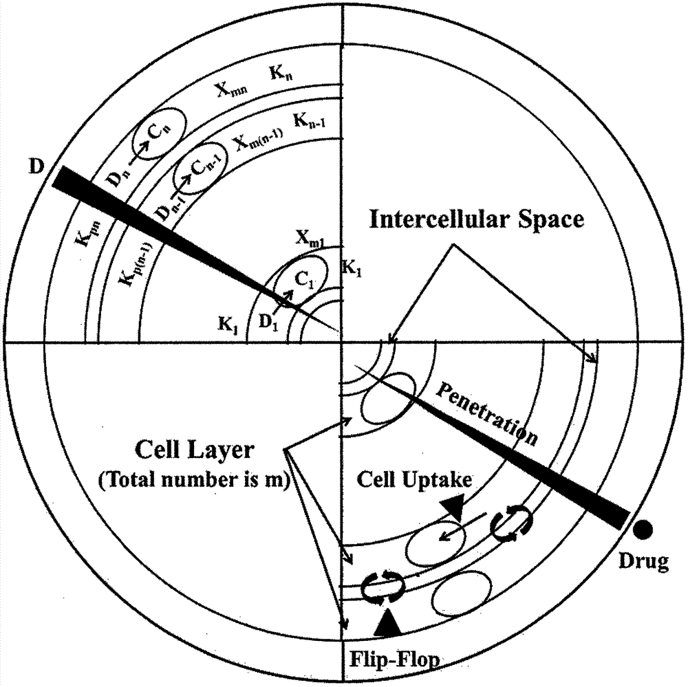 Construction of drug penetration dynamic model based on three-dimensional cell model and application of drug penetration dynamic model to drug evaluation