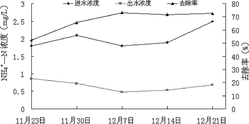 Application of Gonostegia hirta for purifying biogas slurry of livestock and poultry farming