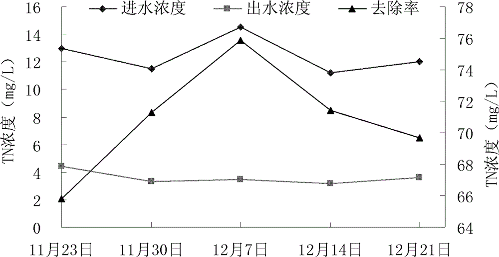 Application of Gonostegia hirta for purifying biogas slurry of livestock and poultry farming