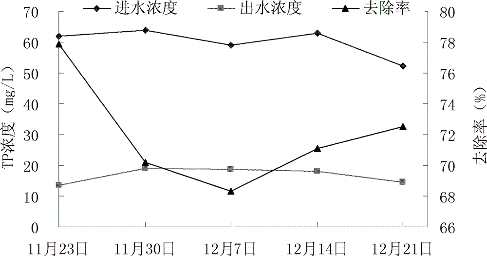 Application of Gonostegia hirta for purifying biogas slurry of livestock and poultry farming