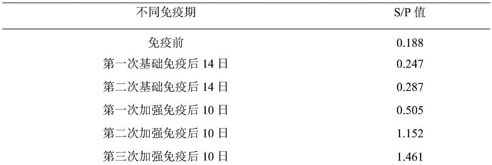 Method for preparing positive serum of antibody against porcine Japanese encephalitis virus