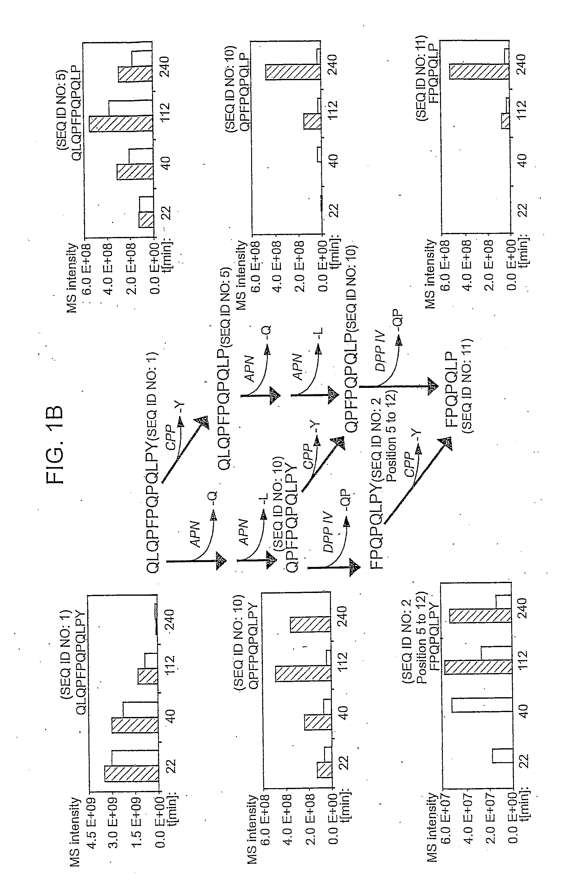 Peptides for Diagnostic and Therapeutic Methods for Celiac Sprue