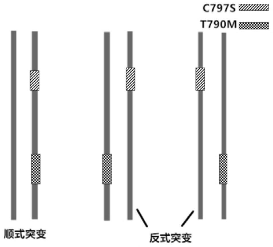 Methods and probes for detecting the cis-trans mutant configuration of egfr-t790m and egfr-c797s