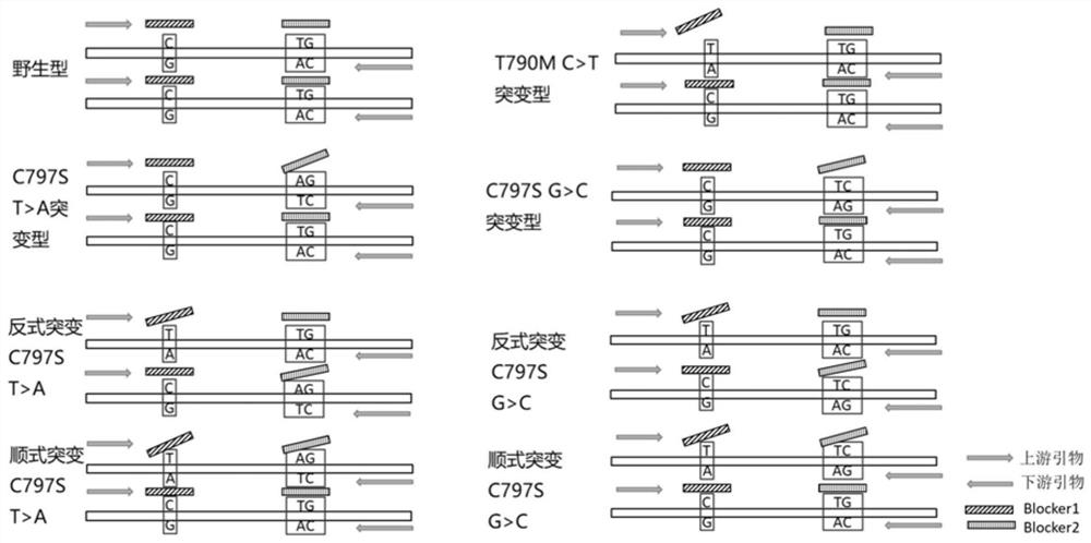 Methods and probes for detecting the cis-trans mutant configuration of egfr-t790m and egfr-c797s