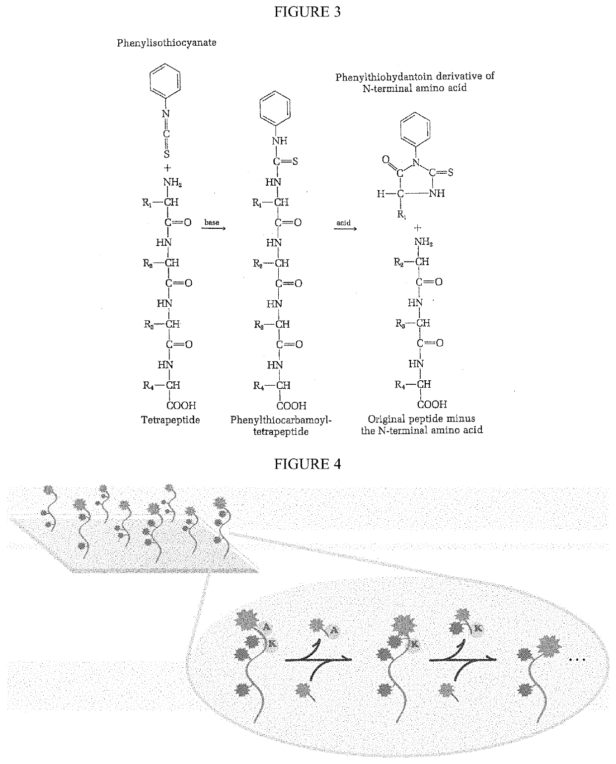 Single molecule peptide sequencing