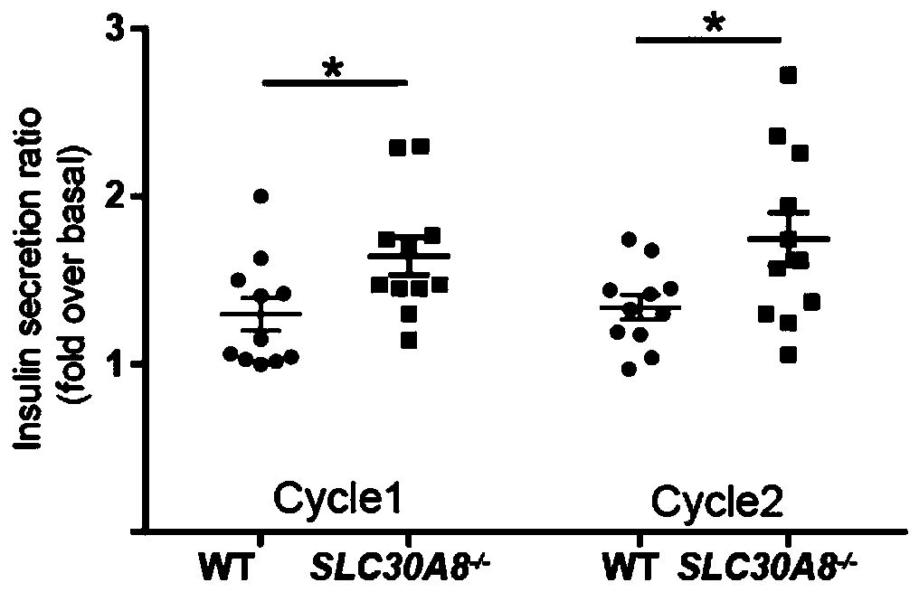 Anti-diabetic pancreatic beta cells with down-regulated SLC30A8 gene expression and application thereof