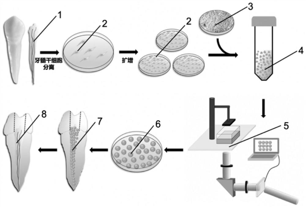 Tissue engineering dental pulp based on digital optical processing printing technology and preparation method