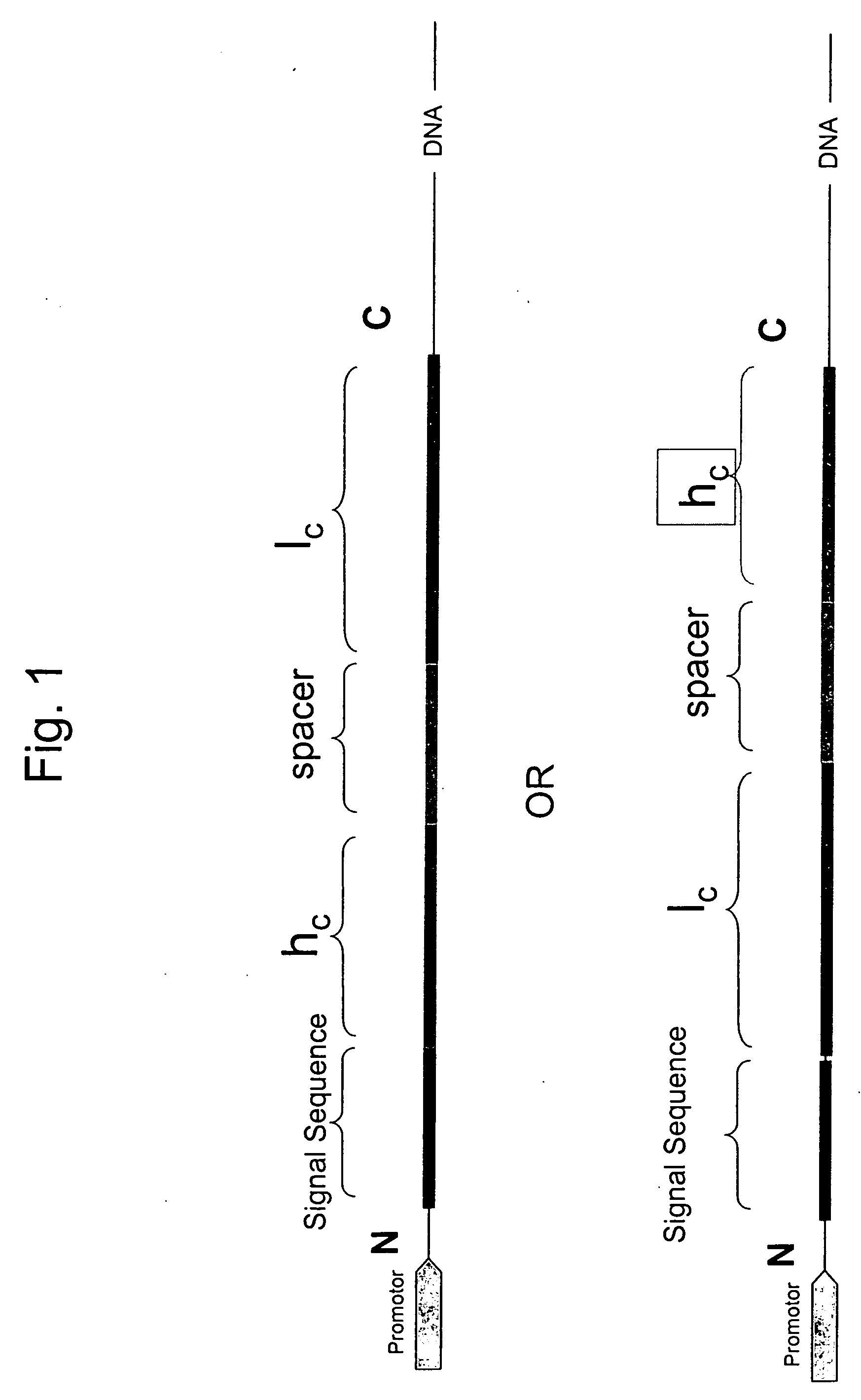 Single chain antibody with cleavable linker