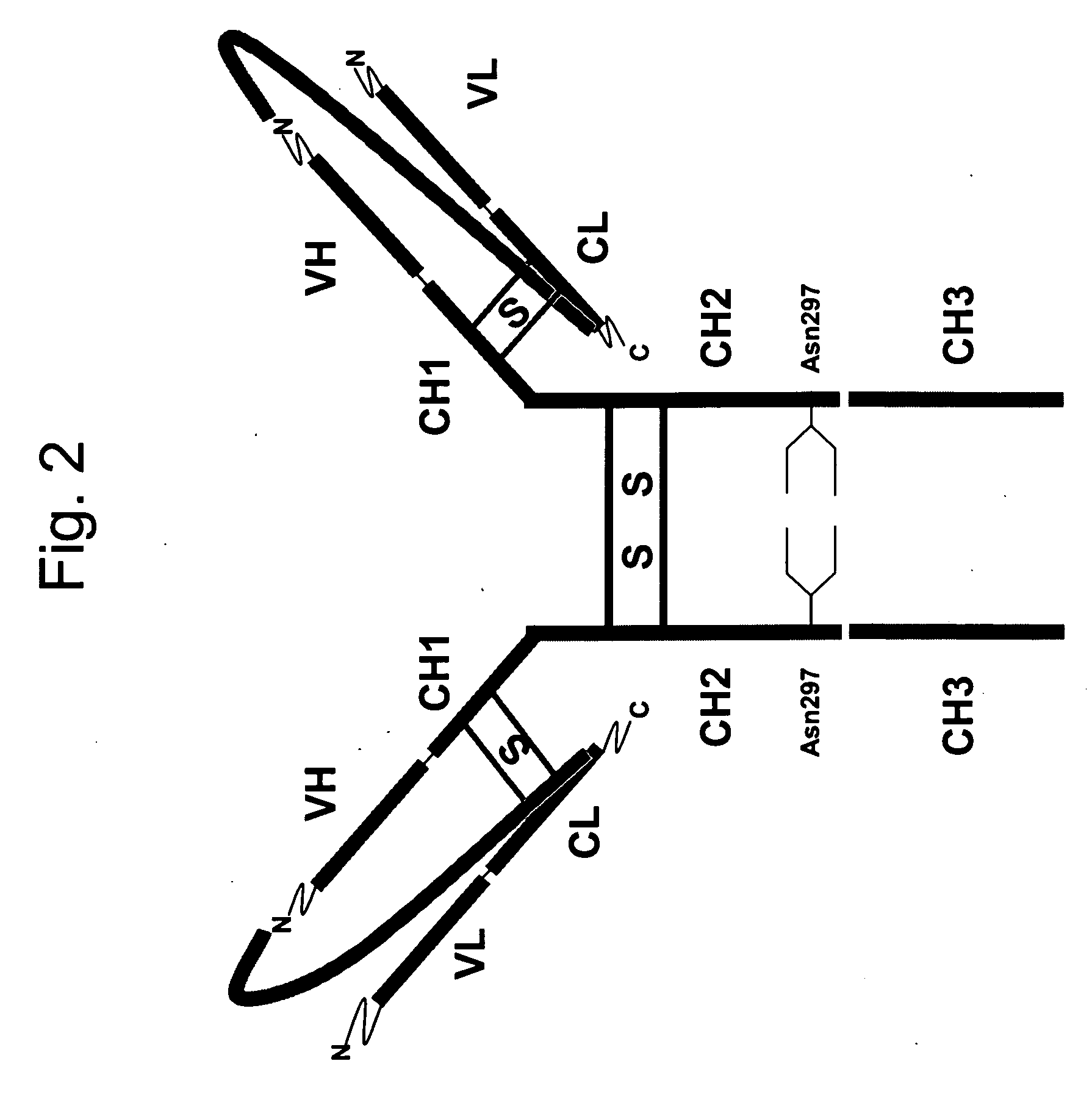 Single chain antibody with cleavable linker