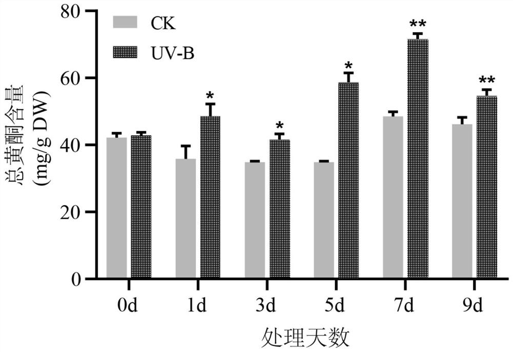 Device and method for increasing flavonoid content of ginkgo leaves by utilizing ultraviolet radiation