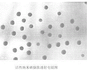 Preparing technology for active nano-selenium brain peptide