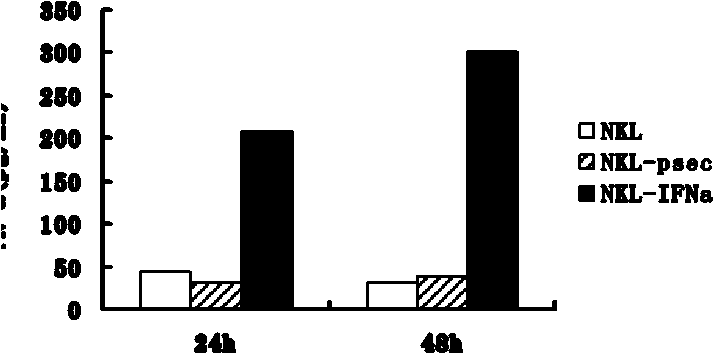 Natural killer cell line modified by human interferon-alpha gene and establishing method thereof