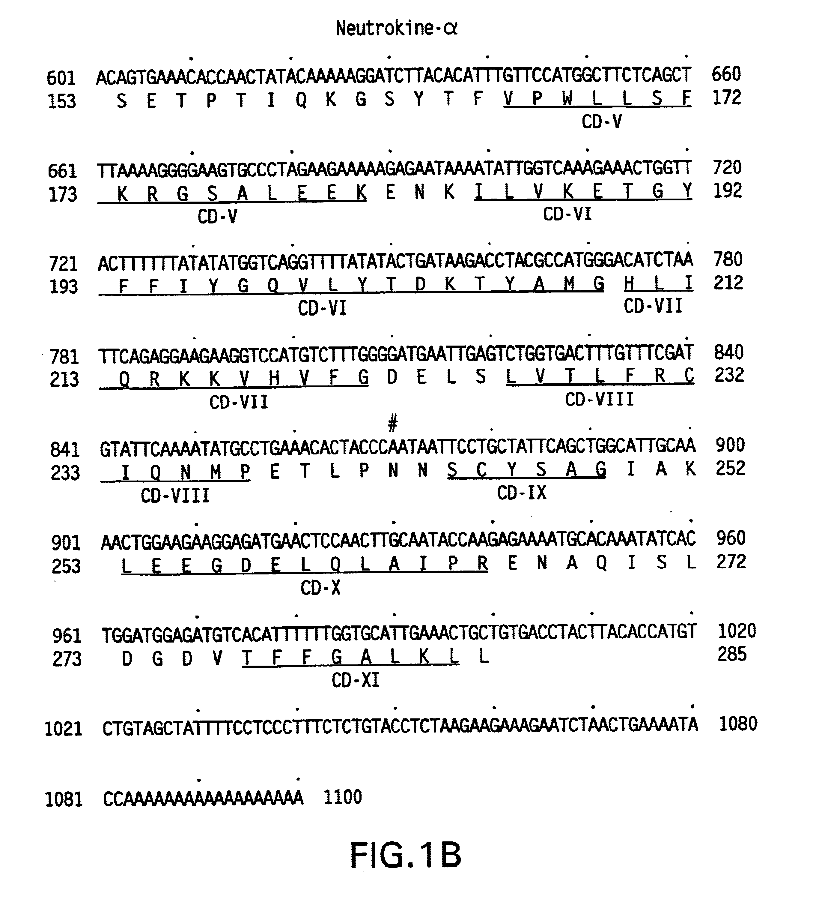 Method of assaying Neutrokine-alpha mRNA level