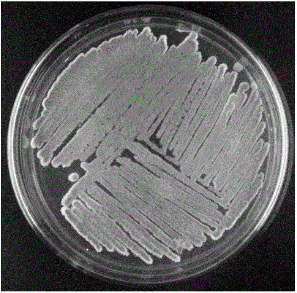 Bacillus licheniformis and applications thereof in kitchen waste