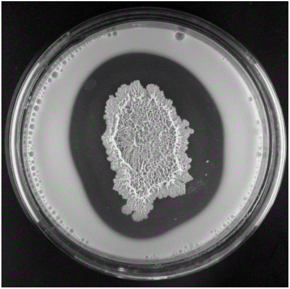 Bacillus licheniformis and applications thereof in kitchen waste