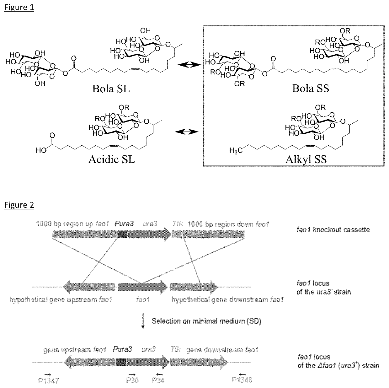 Improved production of symmetrical bolaform sophorosides