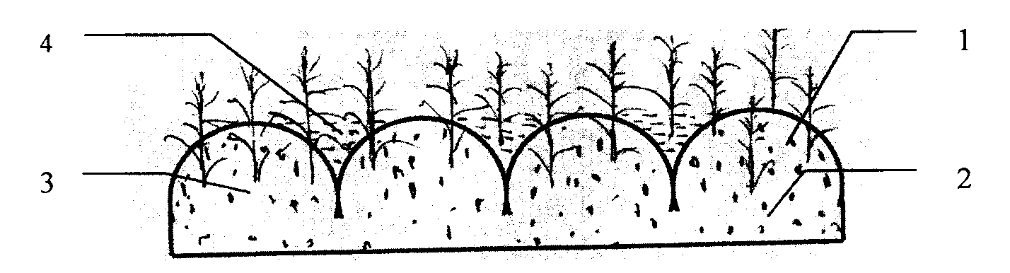 Method for constructing vegetation in ecological concrete spheres on river bank protection slope