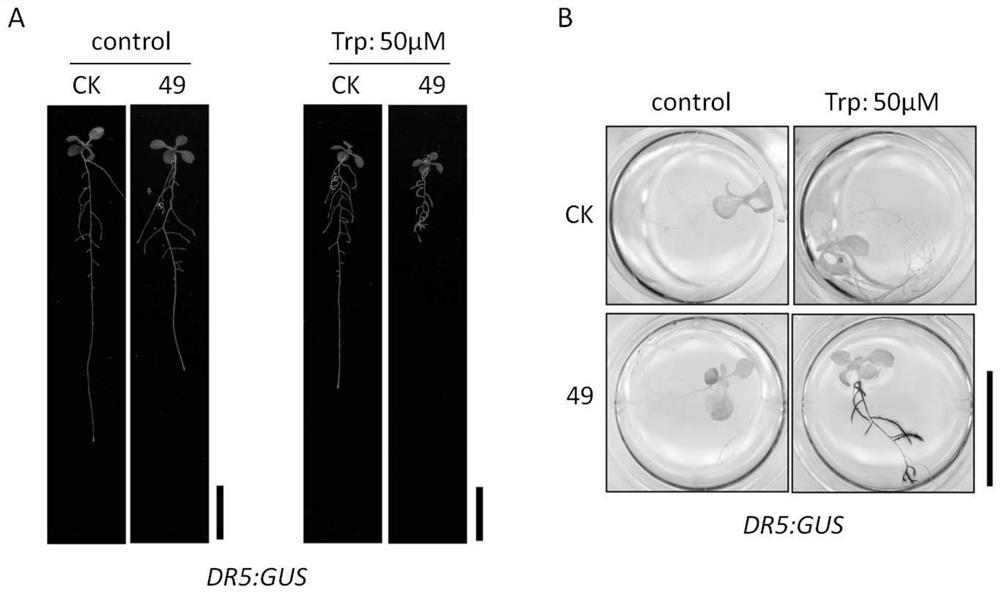 Enterobacter cloacae strain and application thereof