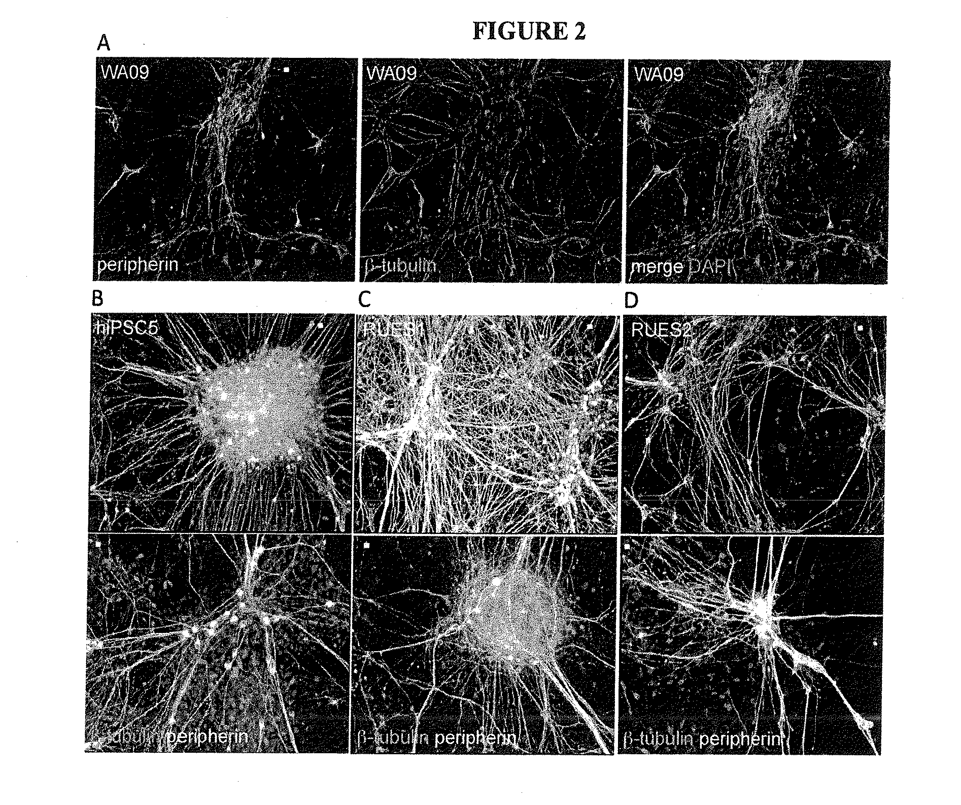 Differentiation of human pluripotent stem cells to multipotent neural crest cells