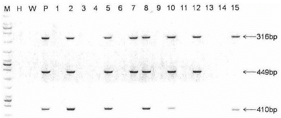 Method for establishing humanized rat drug evaluation animal model