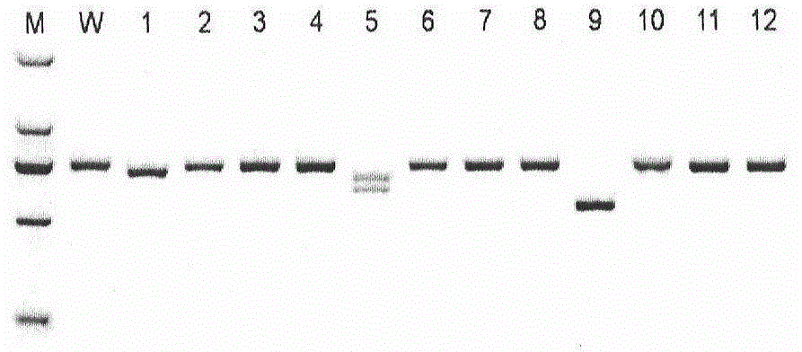 Method for establishing humanized rat drug evaluation animal model