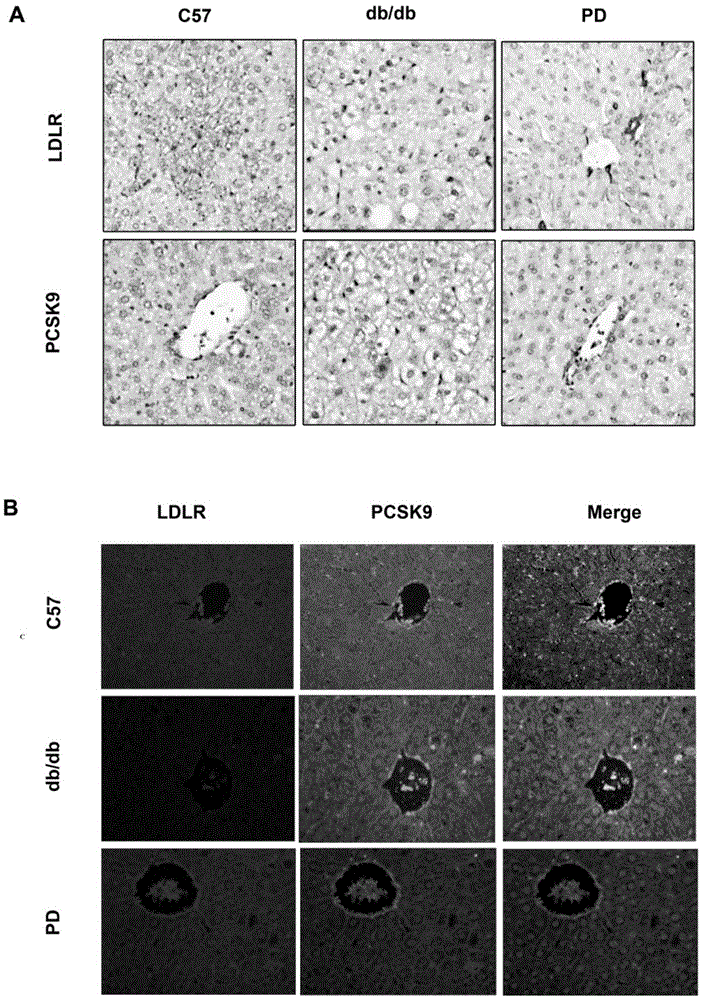 Traditional Chinese medicine monomer component medicine for inhibiting PCSK9 target, and application of polydatin in preparation of PCSK9 target inhibition medicines