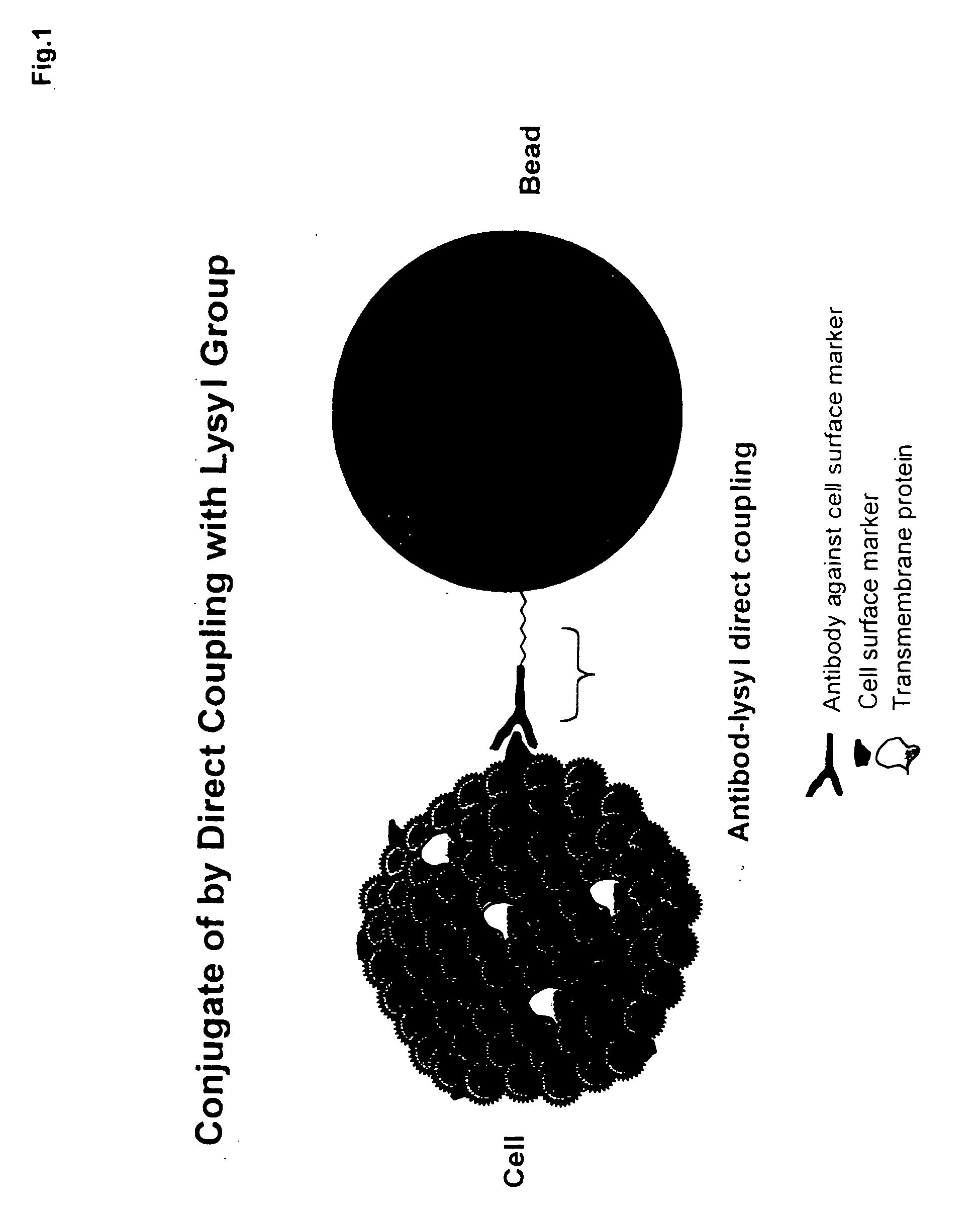 Biodegradable polymer-ligand conjugates and their uses in isolation of cellular subpolulations and in cryopreservation, culture and transplantation of cells