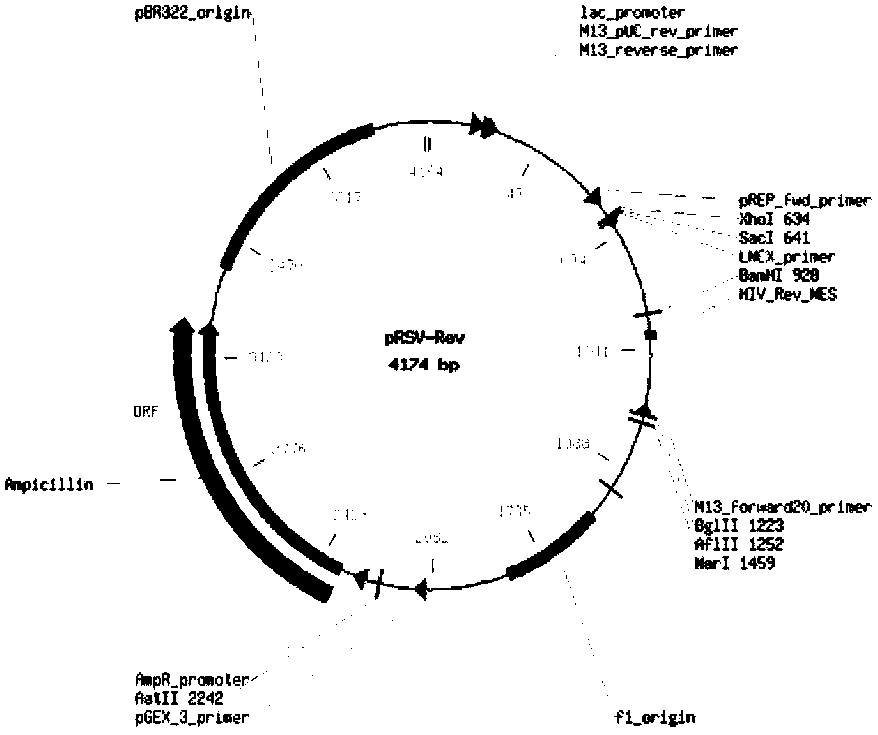 Canine distemper virus (CDV) sensitive cell line and establishment method and application thereof