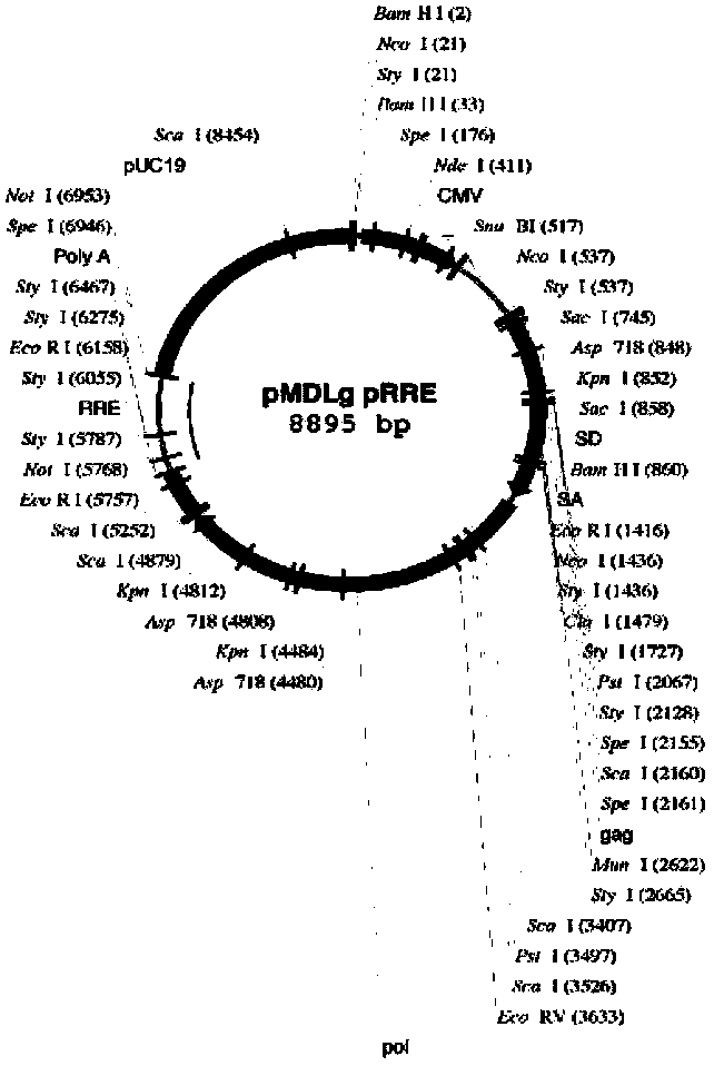 Canine distemper virus (CDV) sensitive cell line and establishment method and application thereof