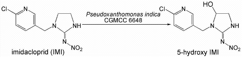 Pseudoxanthomonas indica and application thereof in degrading chloronicotinyl insecticide imidacloprid