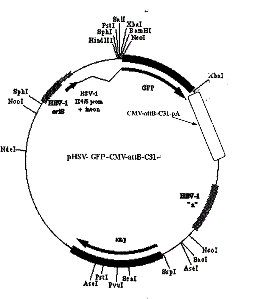 Vector system for herpes simplex virus/phiC31 integrase (HSV/phiC31) heterozygosity amplicon and preparation method of vector system