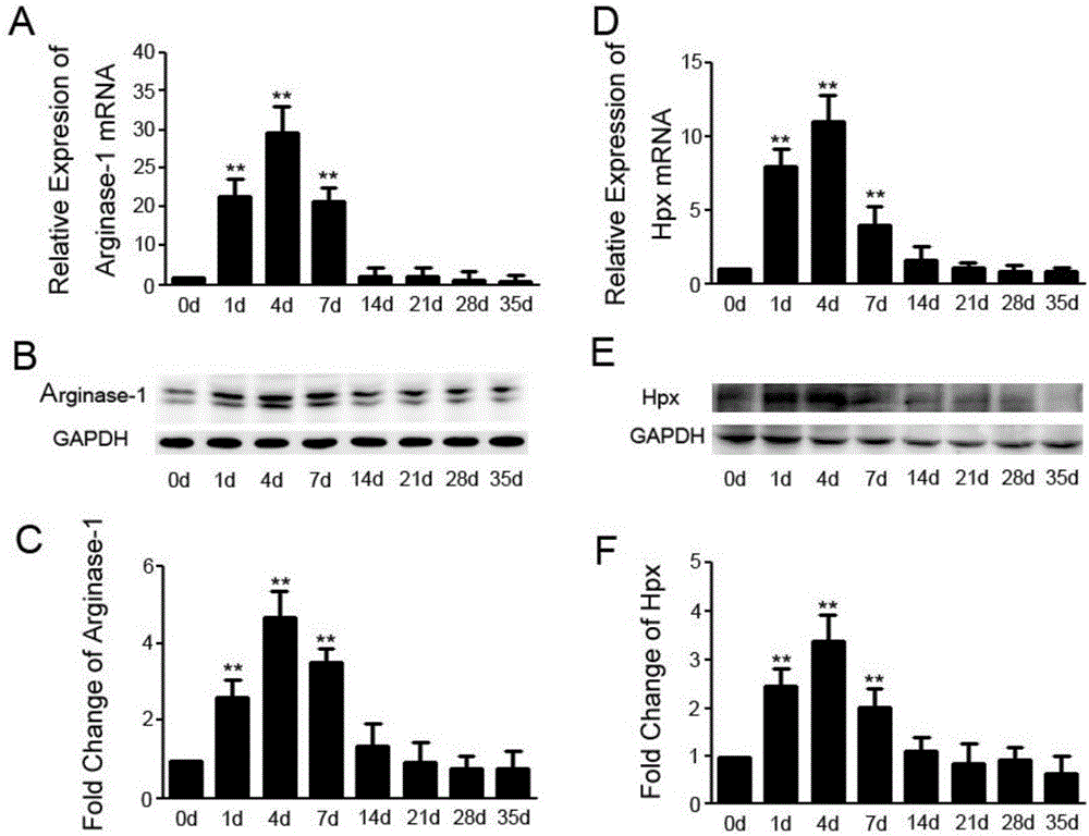 Method for performing Hpx protein induction and maintaining selective polarization of microglial cells, and applications thereof