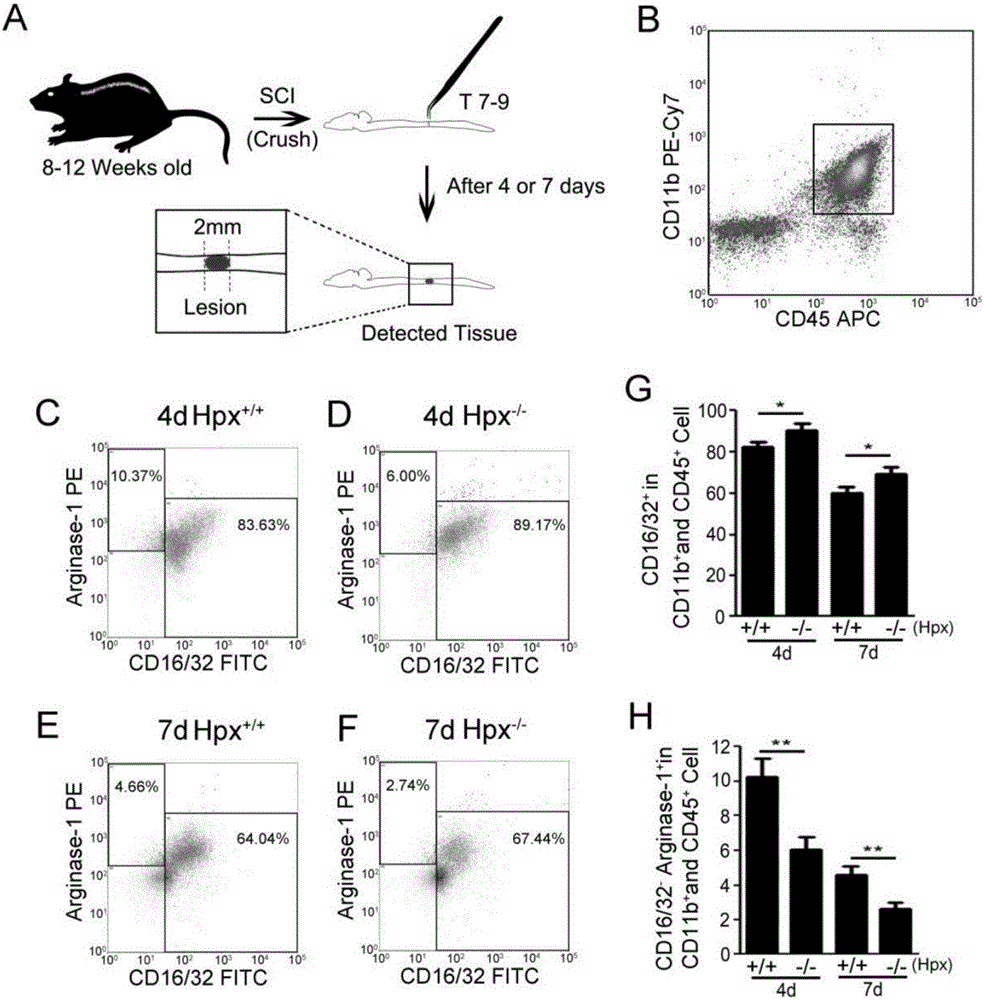 Method for performing Hpx protein induction and maintaining selective polarization of microglial cells, and applications thereof