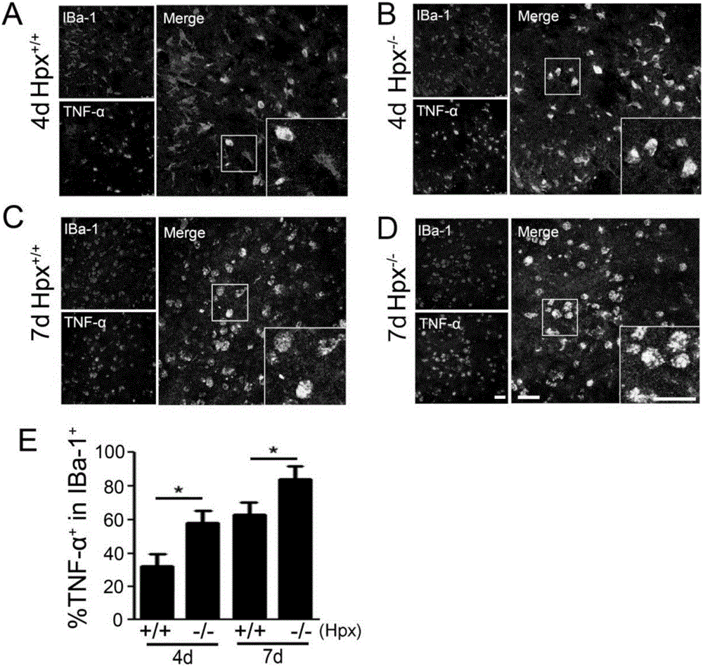 Method for performing Hpx protein induction and maintaining selective polarization of microglial cells, and applications thereof