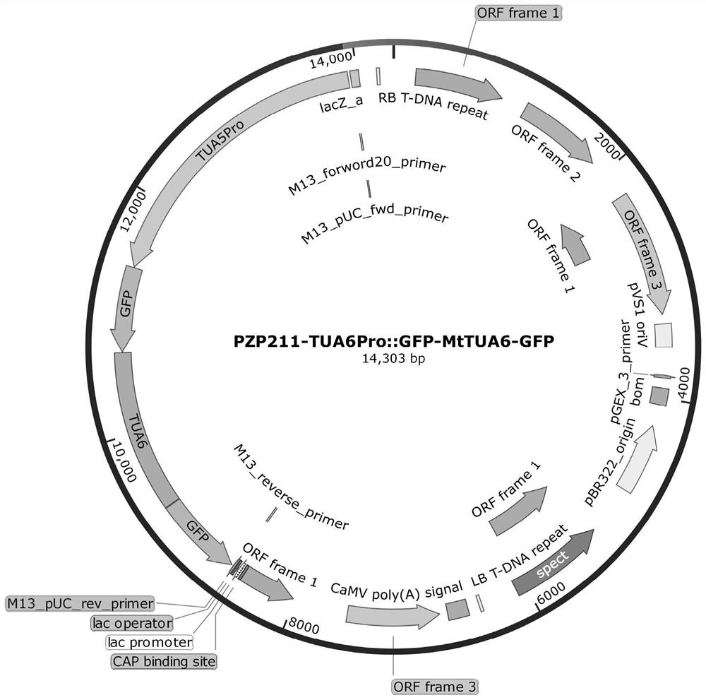 Fusion protein and encoding gene for labeling microtubule skeleton, method for constructing transgenic leguminous plants