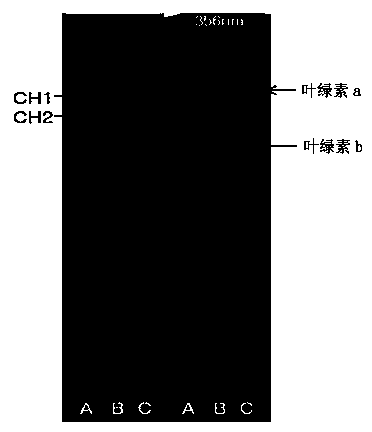 Composition containing chlorella extract for the prevention or treatment of liver disorders
