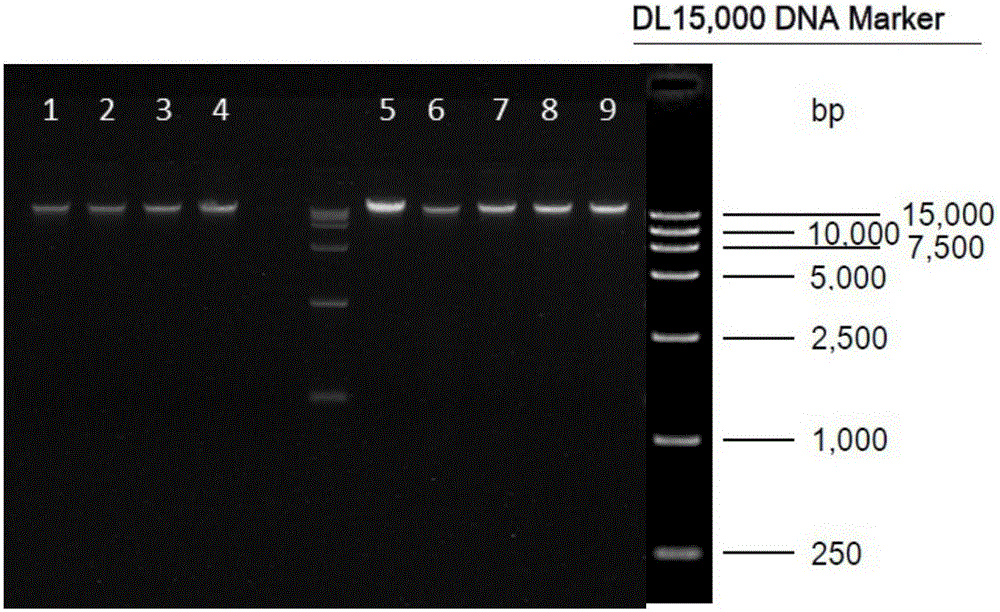 Extraction method of microorganism genome DNA