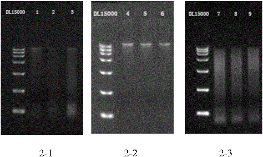 Extraction method of microorganism genome DNA