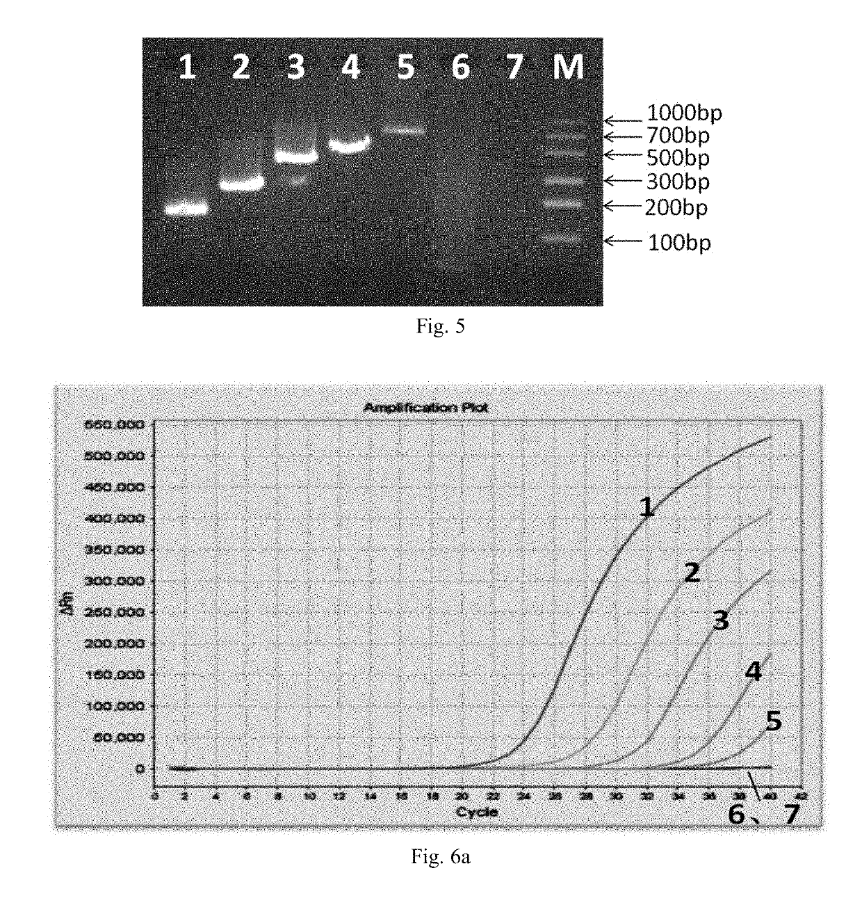 RNA reverse transcription amplification method