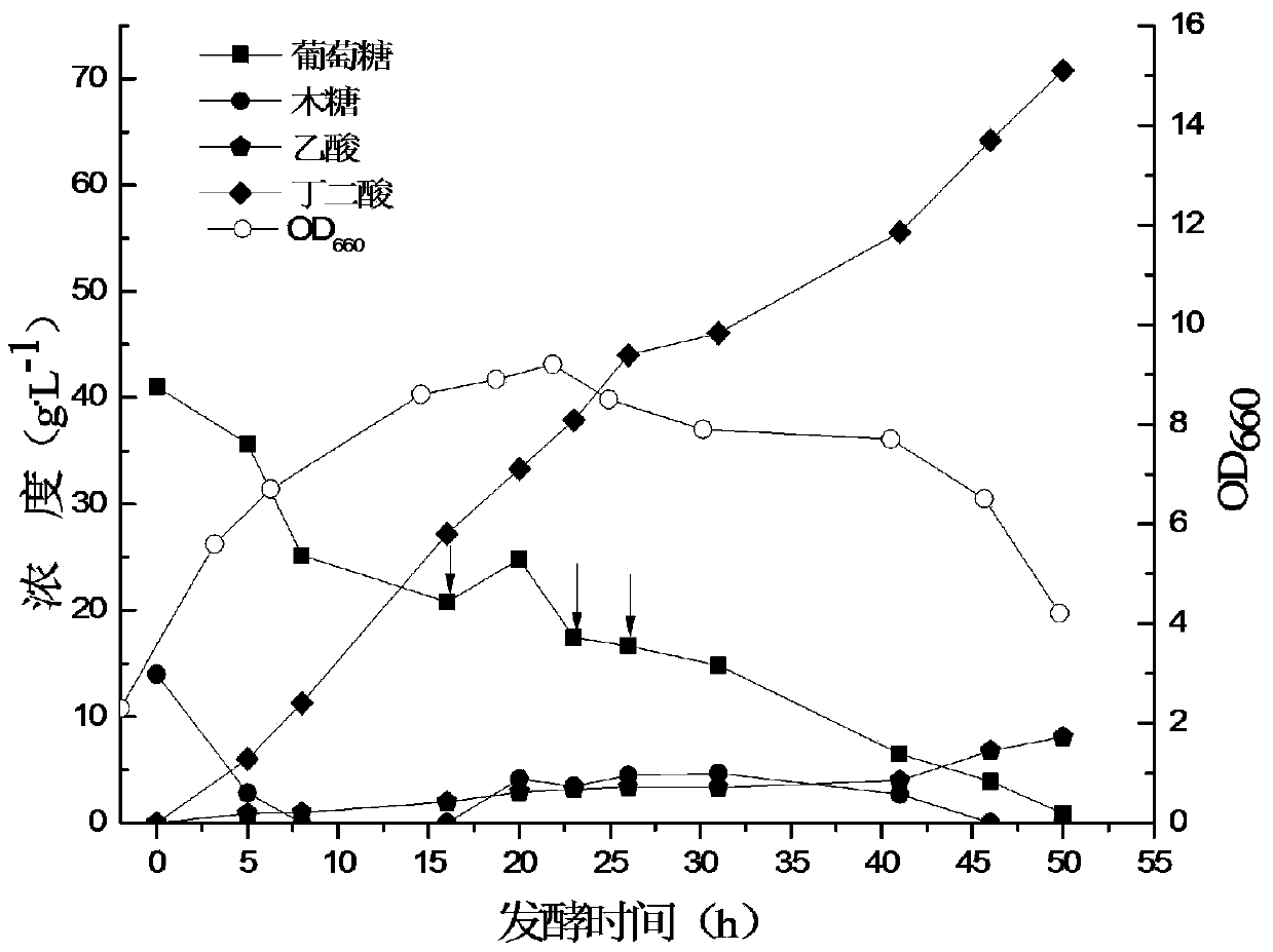 A method for producing succinic acid by fermenting bagasse raw material